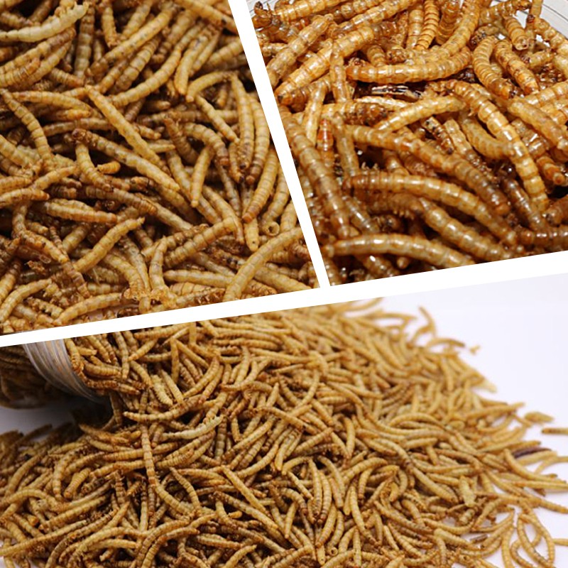 Microwave Dried Mealworms.jpg